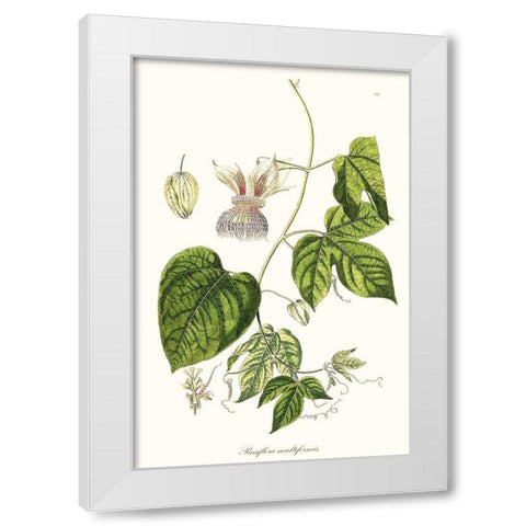 Passion Flower Trio I White Modern Wood Framed Art Print by Unknown