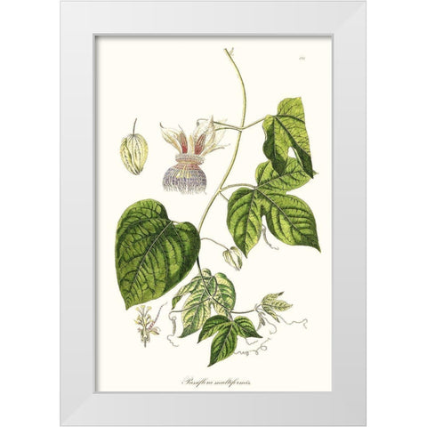 Passion Flower Trio I White Modern Wood Framed Art Print by Unknown