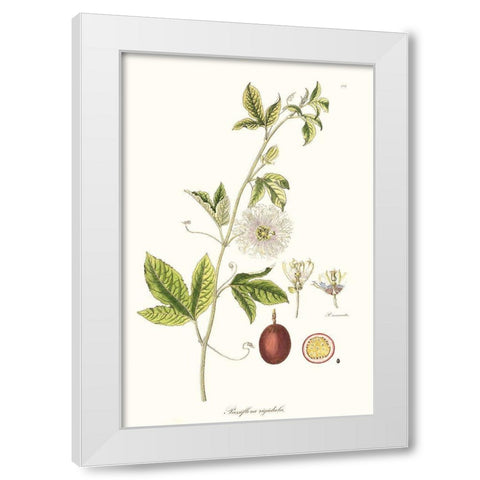 Passion Flower Trio II White Modern Wood Framed Art Print by Unknown