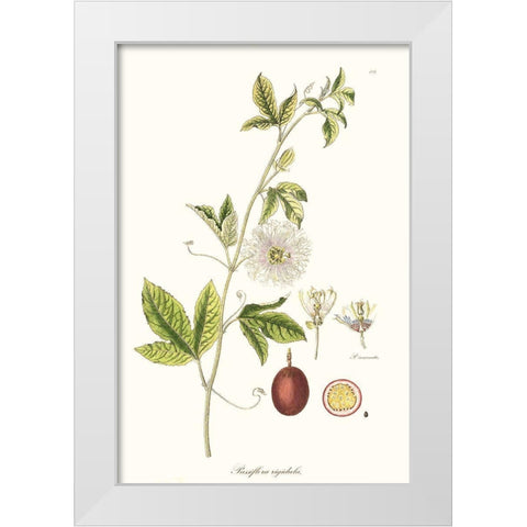 Passion Flower Trio II White Modern Wood Framed Art Print by Unknown