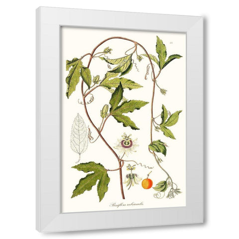 Passion Flower Trio III White Modern Wood Framed Art Print by Unknown