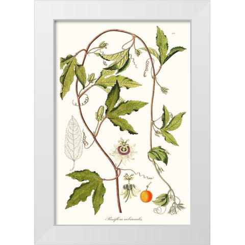 Passion Flower Trio III White Modern Wood Framed Art Print by Unknown