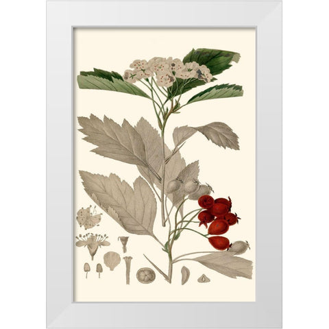 Leaves And Berries I White Modern Wood Framed Art Print by Vision Studio