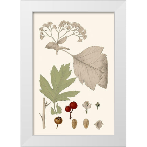 Leaves And Berries II White Modern Wood Framed Art Print by Vision Studio