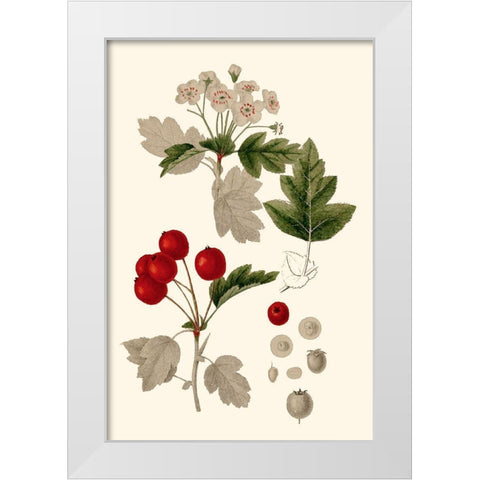 Leaves And Berries III White Modern Wood Framed Art Print by Vision Studio