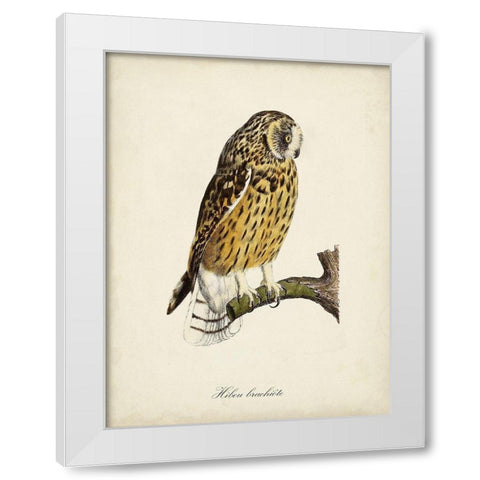 French Owls II White Modern Wood Framed Art Print by de Langlois