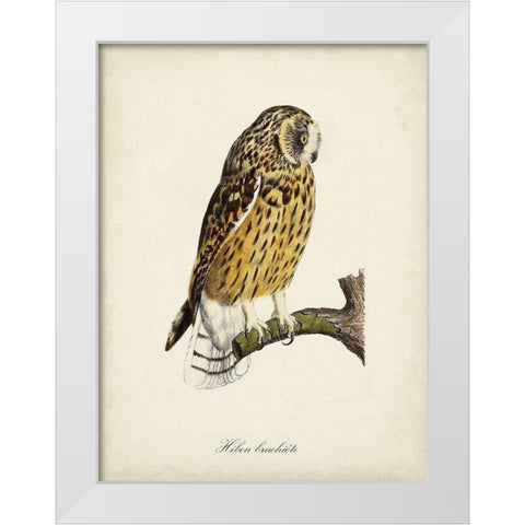French Owls II White Modern Wood Framed Art Print by de Langlois