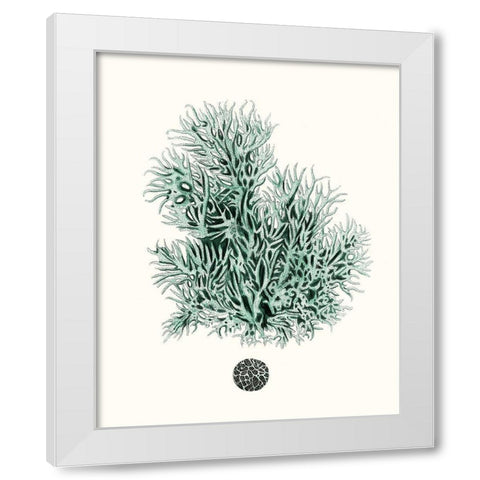 Antique Coastal Coral V White Modern Wood Framed Art Print by Esper, Johann