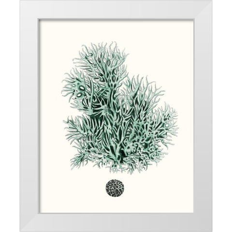 Antique Coastal Coral V White Modern Wood Framed Art Print by Esper, Johann