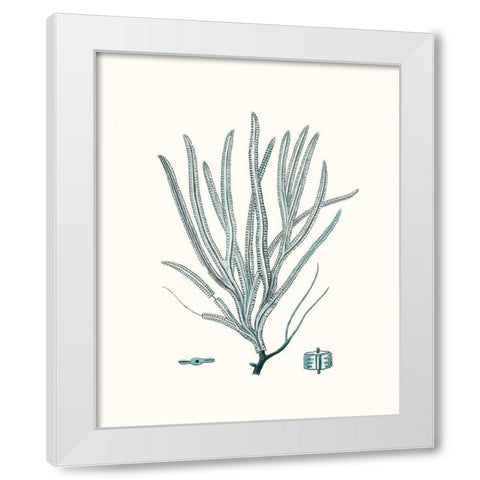 Antique Coastal Coral VII White Modern Wood Framed Art Print by Esper, Johann