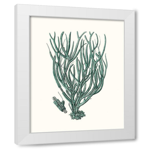 Antique Coastal Coral VIII White Modern Wood Framed Art Print by Esper, Johann