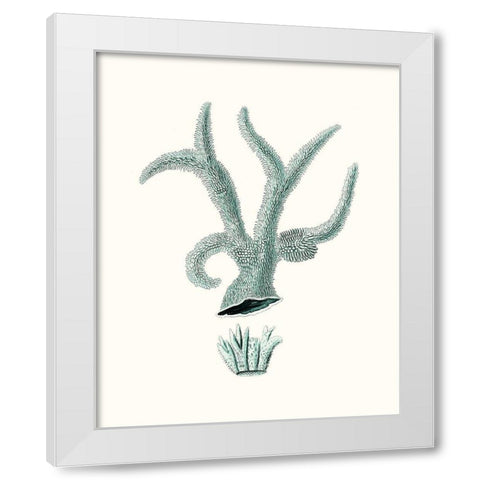 Antique Coastal Coral XII White Modern Wood Framed Art Print by Esper, Johann