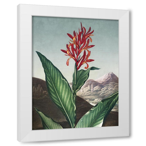 Temple of Flora I White Modern Wood Framed Art Print by Thornton, Dr. Robert J.