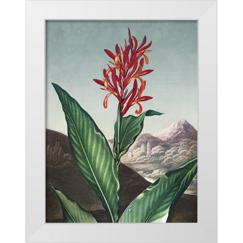 Temple of Flora I White Modern Wood Framed Art Print by Thornton, Dr. Robert J.