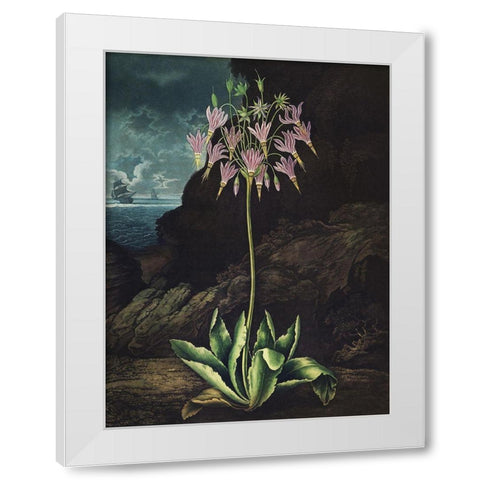 Temple of Flora II White Modern Wood Framed Art Print by Thornton, Dr. Robert J.