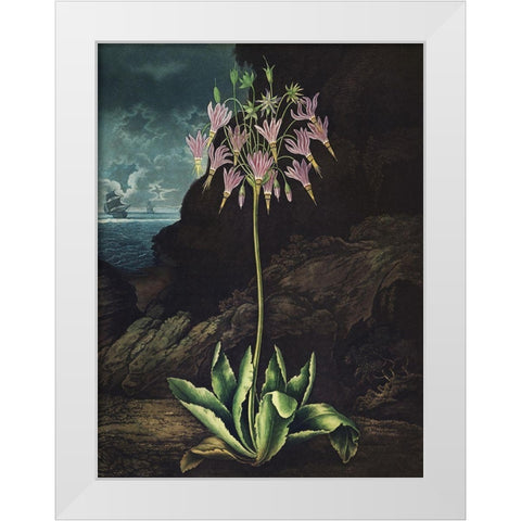 Temple of Flora II White Modern Wood Framed Art Print by Thornton, Dr. Robert J.