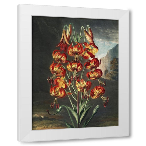 Temple of Flora III White Modern Wood Framed Art Print by Thornton, Dr. Robert J.