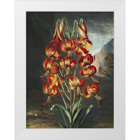 Temple of Flora III White Modern Wood Framed Art Print by Thornton, Dr. Robert J.