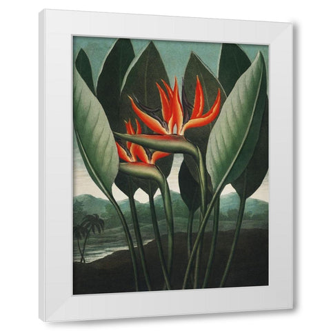 Temple of Flora IV White Modern Wood Framed Art Print by Thornton, Dr. Robert J.