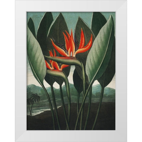 Temple of Flora IV White Modern Wood Framed Art Print by Thornton, Dr. Robert J.