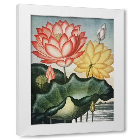 Temple of Flora V White Modern Wood Framed Art Print by Thornton, Dr. Robert J.