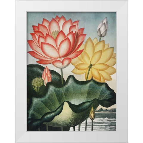 Temple of Flora V White Modern Wood Framed Art Print by Thornton, Dr. Robert J.