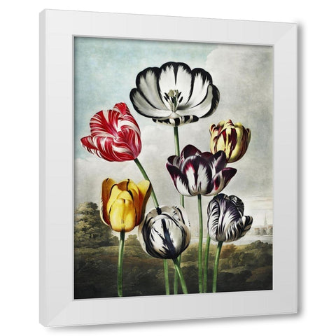 Temple of Flora VI White Modern Wood Framed Art Print by Thornton, Dr. Robert J.