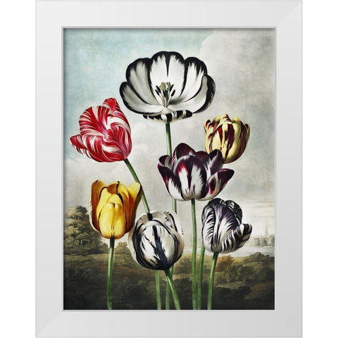 Temple of Flora VI White Modern Wood Framed Art Print by Thornton, Dr. Robert J.