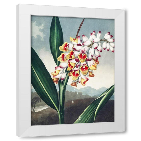 Temple of Flora VII White Modern Wood Framed Art Print by Thornton, Dr. Robert J.