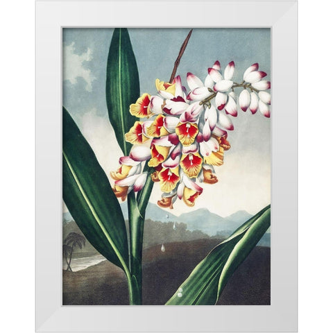 Temple of Flora VII White Modern Wood Framed Art Print by Thornton, Dr. Robert J.