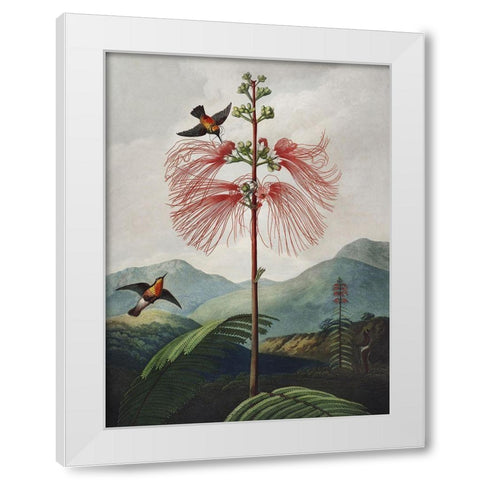 Temple of Flora VIII White Modern Wood Framed Art Print by Thornton, Dr. Robert J.