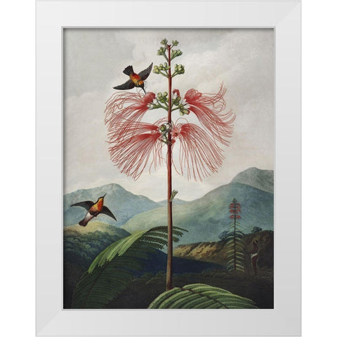 Temple of Flora VIII White Modern Wood Framed Art Print by Thornton, Dr. Robert J.