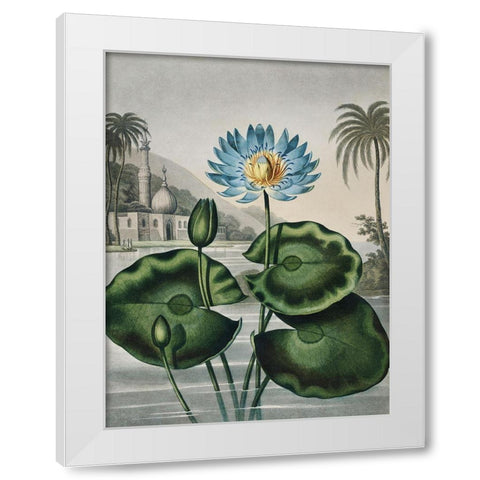 Temple of Flora IX White Modern Wood Framed Art Print by Thornton, Dr. Robert J.