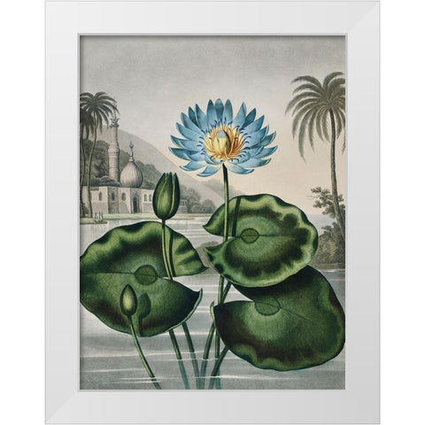 Temple of Flora IX White Modern Wood Framed Art Print by Thornton, Dr. Robert J.