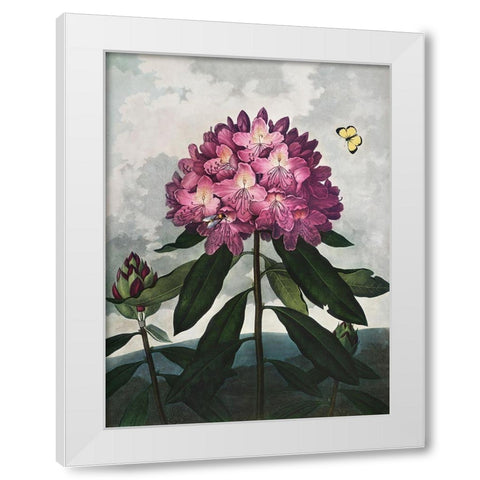 Temple of Flora X White Modern Wood Framed Art Print by Thornton, Dr. Robert J.