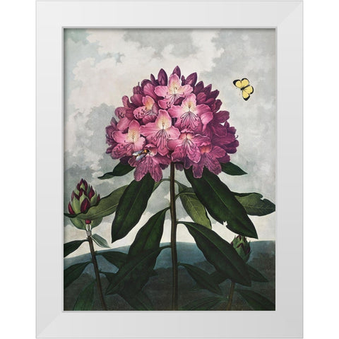 Temple of Flora X White Modern Wood Framed Art Print by Thornton, Dr. Robert J.