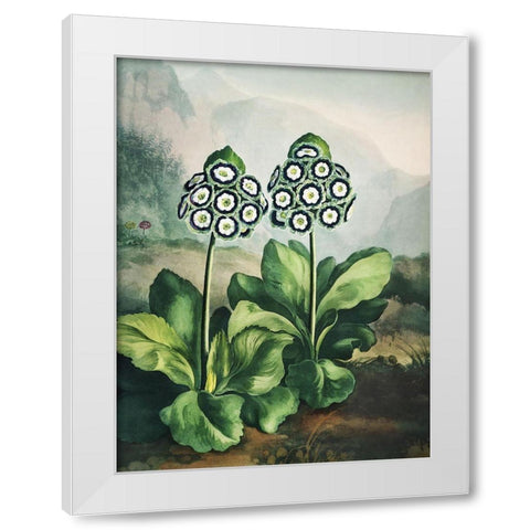 Temple of Flora XI White Modern Wood Framed Art Print by Thornton, Dr. Robert J.