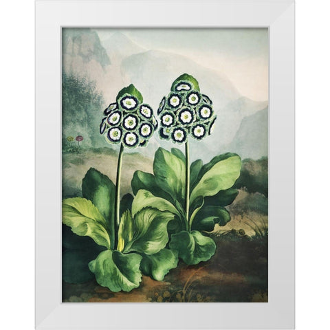 Temple of Flora XI White Modern Wood Framed Art Print by Thornton, Dr. Robert J.