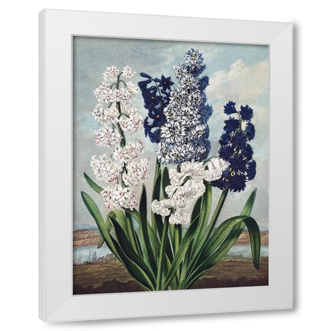 Temple of Flora XII White Modern Wood Framed Art Print by Thornton, Dr. Robert J.