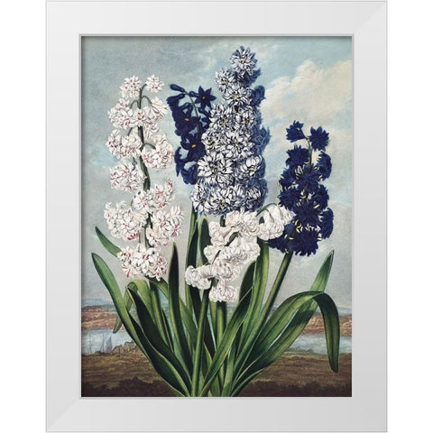 Temple of Flora XII White Modern Wood Framed Art Print by Thornton, Dr. Robert J.