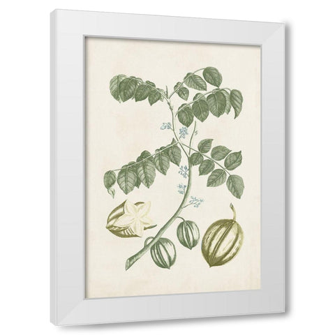 Buchoz Tropicals II White Modern Wood Framed Art Print by Vision Studio