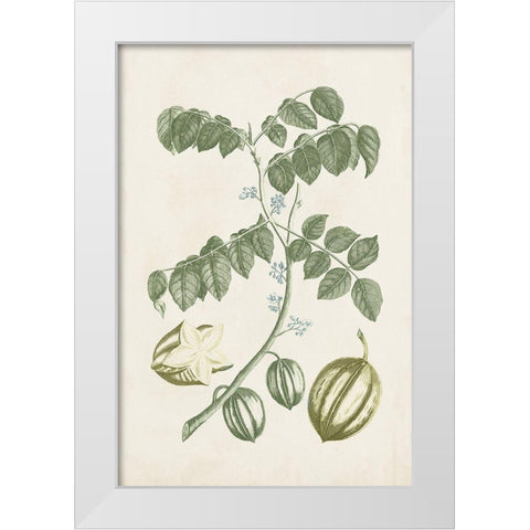 Buchoz Tropicals II White Modern Wood Framed Art Print by Vision Studio