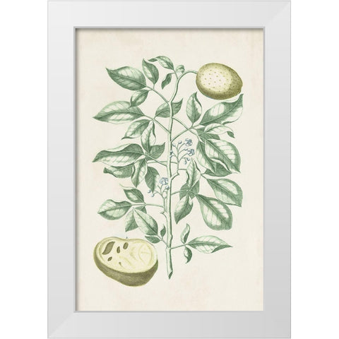 Buchoz Tropicals III White Modern Wood Framed Art Print by Vision Studio