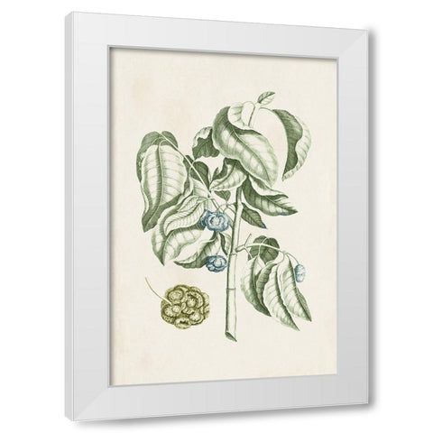 Buchoz Tropicals V White Modern Wood Framed Art Print by Vision Studio