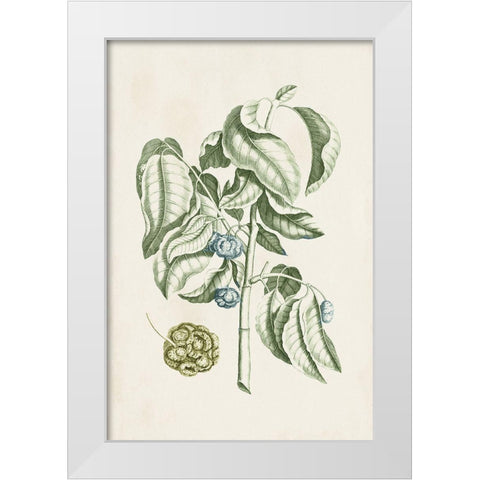 Buchoz Tropicals V White Modern Wood Framed Art Print by Vision Studio