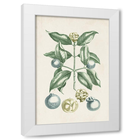 Buchoz Tropicals VII White Modern Wood Framed Art Print by Vision Studio