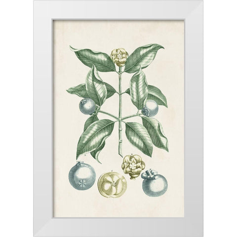 Buchoz Tropicals VII White Modern Wood Framed Art Print by Vision Studio