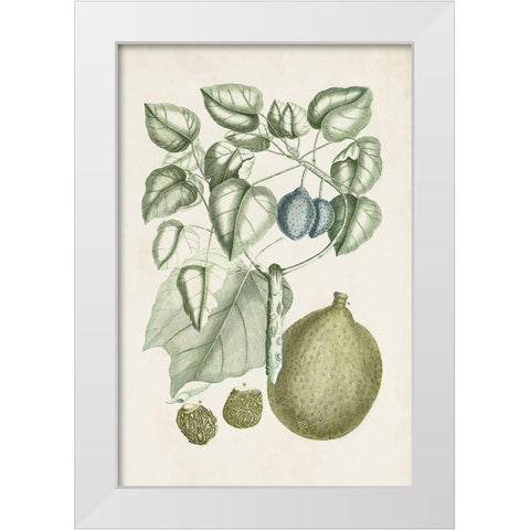 Buchoz Tropicals VIII White Modern Wood Framed Art Print by Vision Studio