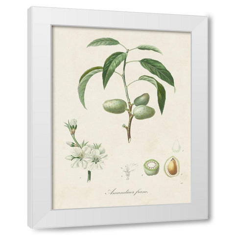 Antique Almond Botanical I White Modern Wood Framed Art Print by de Langlois