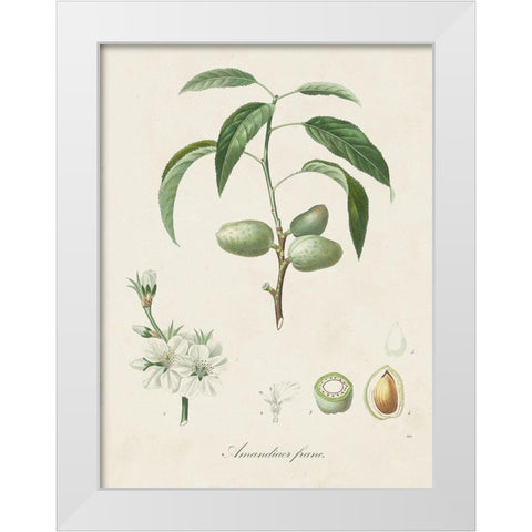 Antique Almond Botanical I White Modern Wood Framed Art Print by de Langlois